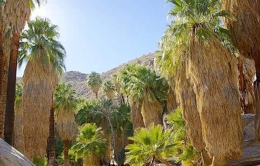 indian canyons palm springs