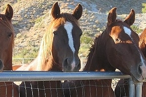 palm springs horseback riding, coachella valley, southern california outdoor activities