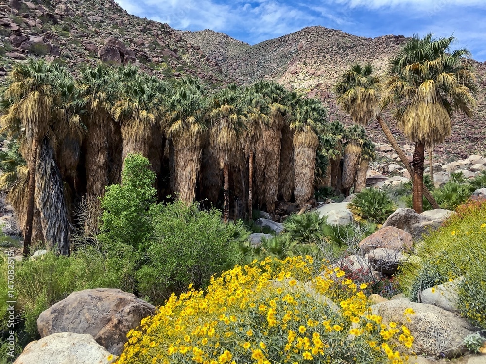 Indian Wells Demographics Palm Springs Visitors Guide