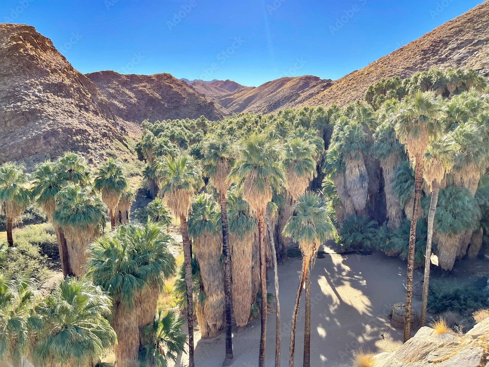 Rancho Mirage Demographics
